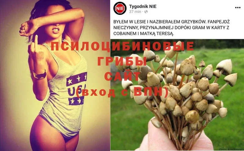 Псилоцибиновые грибы Magic Shrooms  хочу   мега ссылка  Поронайск 